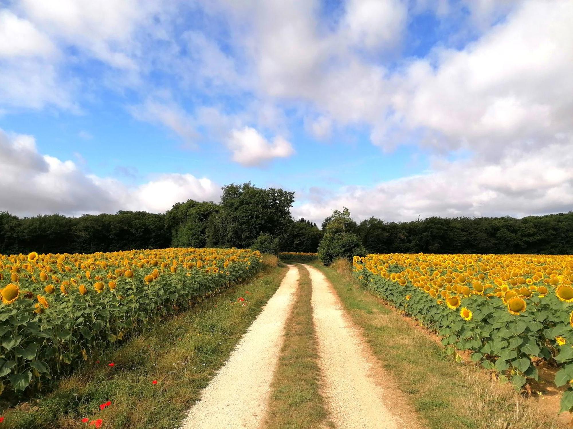 Le Verger Du Paradis Beaulieu-sur-Sonnette Exterior foto